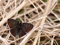 2016-05-19 11h21m21 - Bruine Vuurvlinder - Kolka - Cor Martijn